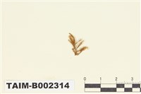 藏品(粗枝狗尾苔)的圖片